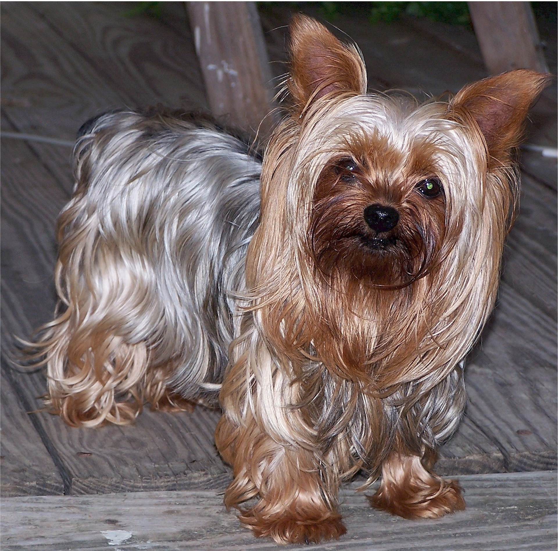 Yorkshire Terrier alles Wissenswerte zur Hunderasse fluffis.de