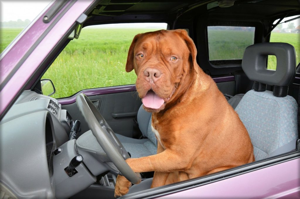 Transportkorb Hund - sicher im Straßenverkehr