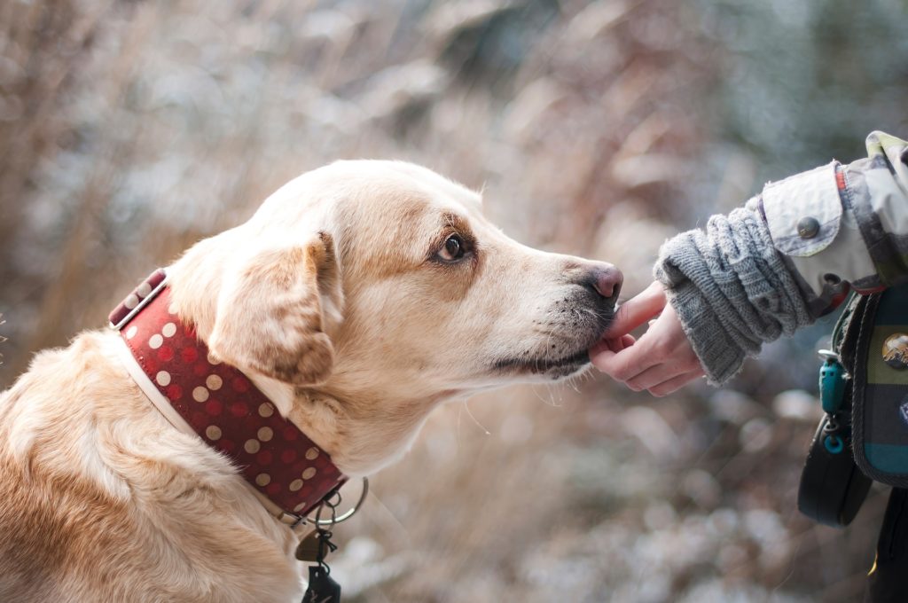 Wurmkur für Hunde - auf natürlichem Weg für ein gutes Immunsystem sorgen